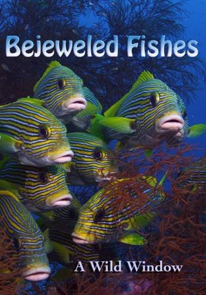 Wild Window: Bejeweled Fishes's poster image