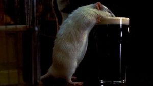 Rat's poster