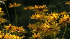BluScenes: Flowering Gardens's poster