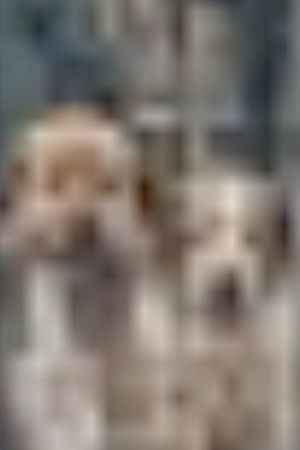The More I Zoom in on the Image of These Dogs, The Clearer it Becomes That They Are Related to the Stars.'s poster