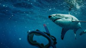 Saved from a Shark's poster