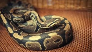 Anaconda's poster