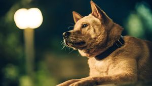 Hachiko's poster