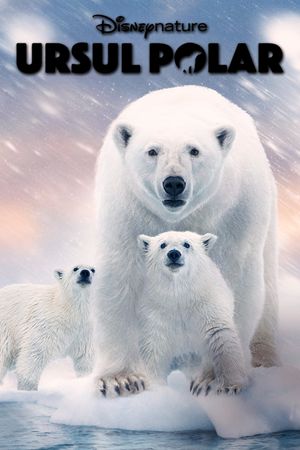 Polar Bear's poster