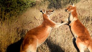 Big Red: The Kangaroo King's poster