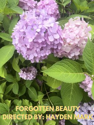 Forgotten Beauty's poster