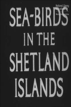 Seabirds in the Shetland Islands's poster