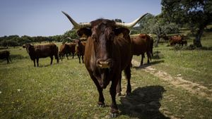 Livestock or Desert's poster