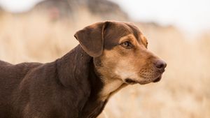 A Dog's Way Home's poster