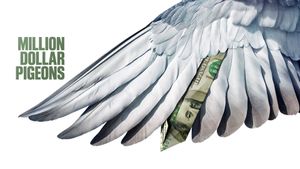 Million Dollar Pigeons's poster
