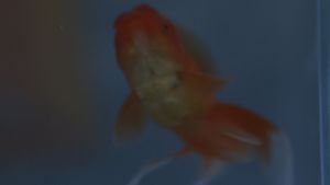 how do goldfish die's poster