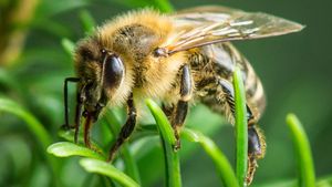 Im Wald der wilden Bienen's poster