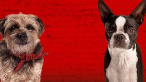 Strays's poster