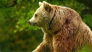 Unedited Footage of a Bear's poster