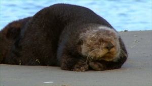 Threatened: The Controversial Struggle of the Southern Sea Otter's poster