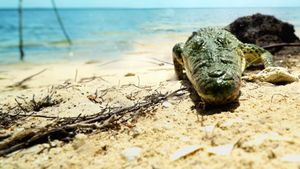 Life and Death in Paradise: Crocs of the Caribbean's poster