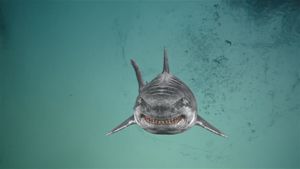 Jurassic Shark 2: Aquapocalypse's poster