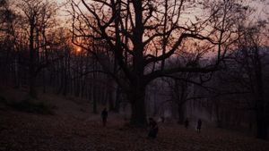 Stories from the Chestnut Woods's poster