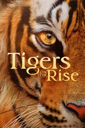 Tigers on the Rise's poster