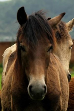 Manipuri Pony's poster