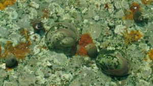 Tide Pools's poster