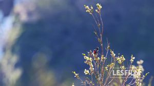 Kamchatka Bears. Life Begins's poster