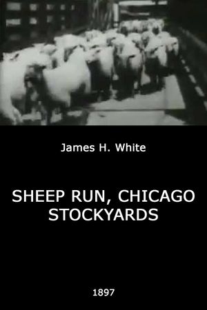 Sheep Run, Chicago Stockyards's poster