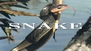 Predators of the Wild: Snake's poster