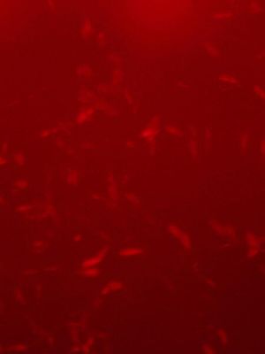 A Heap of Broken Images's poster