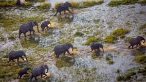 Into the Okavango's poster
