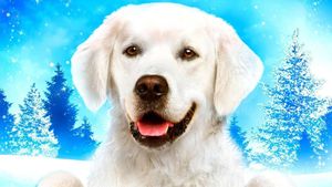Adventures of Bailey: Christmas Hero's poster