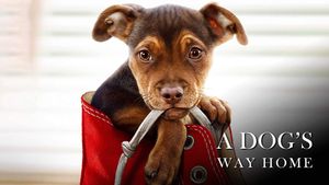 A Dog's Way Home's poster