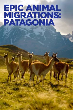 Epic Animal Migrations: Patagonia's poster