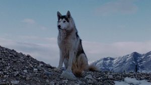 Nikki, Wild Dog of the North's poster