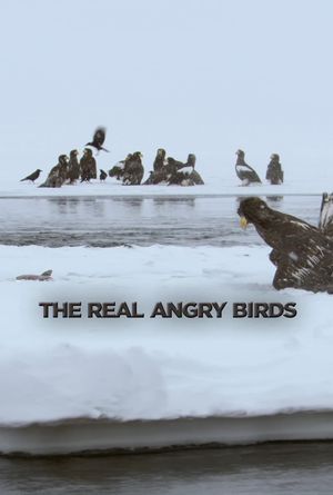 The Real Angry Birds's poster