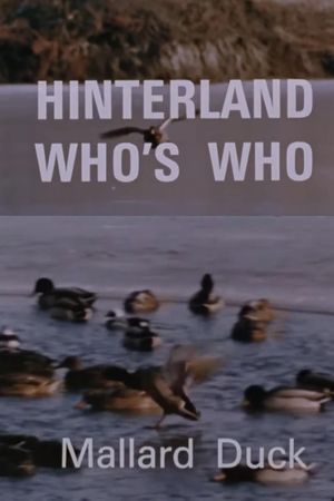 Hinterland Who's Who: Mallard Duck's poster