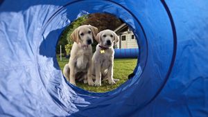 Marley & Me: The Puppy Years's poster