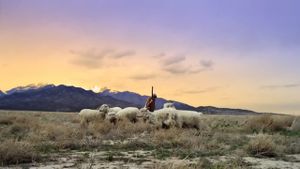 No Ordinary Shepherd's poster