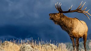 The Olympic Elk's poster