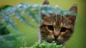 A Cat's Life's poster