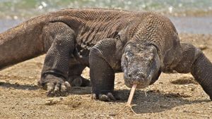 Nature's Biggest Beasts's poster