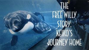 The Free Willy Story - Keiko's Journey Home's poster