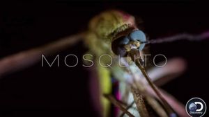 Mosquito's poster