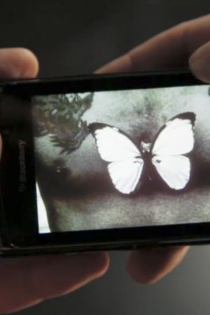 Butterfly's poster