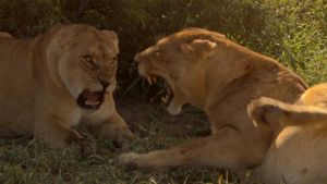 Birth of a Pride's poster