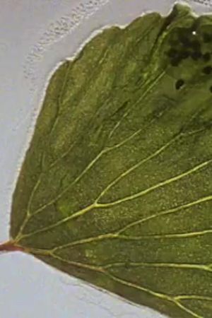 In the Conservatory's poster image