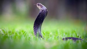 Secrets of the King Cobra's poster