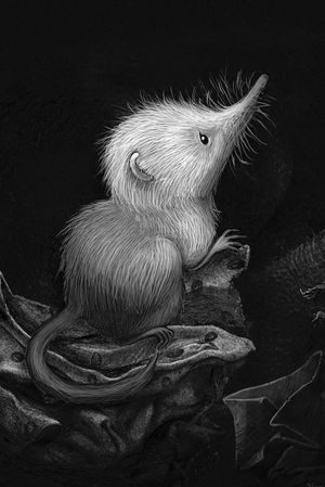 Little Shrew's poster
