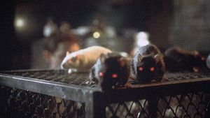 Rats: Night of Terror's poster