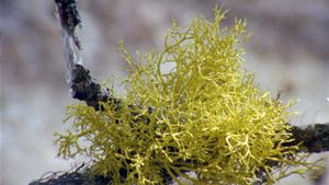 Lichens are the way's poster